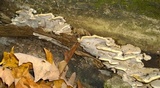Bjerkandera fumosa image