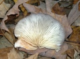 Hohenbuehelia mastrucata image