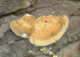 Postia caesia image