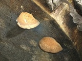 Postia caesia image
