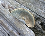 Postia caesia image