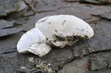 Postia caesia image