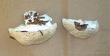 Postia caesia image