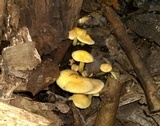 Hypholoma subviride image