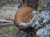 Polyporus brumalis image