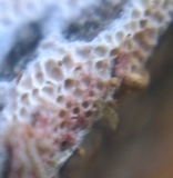 Rigidoporus sanguinolentus image