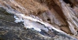 Rigidoporus sanguinolentus image