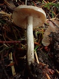 Hebeloma mesophaeum image