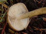 Hebeloma mesophaeum image