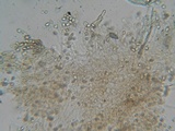 Hebeloma mesophaeum image