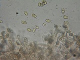 Hebeloma mesophaeum image