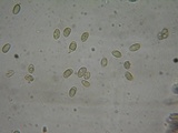 Hebeloma mesophaeum image