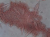 Hohenbuehelia petaloides image