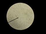 Phaeotremella frondosa image