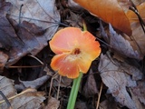 Hygrocybe splendidissima image