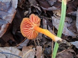 Hygrocybe splendidissima image