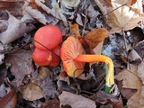 Hygrocybe splendidissima image