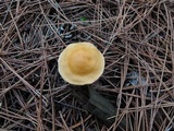 Cortinarius vibratilis image