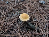 Cortinarius vibratilis image
