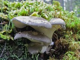Albatrellus flettii image