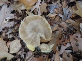 Entoloma rhodopolium image