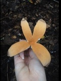 Chorioactis geaster image