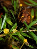 Mycena oregonensis image