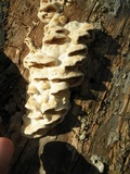 Gloeoporus dichrous image