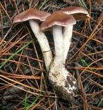 Cortinarius athabascus image