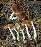 Cortinarius athabascus image