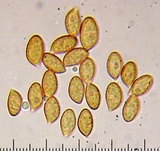 Cortinarius athabascus image