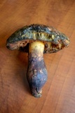 Sutorius luridiformis image