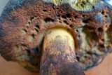 Sutorius luridiformis image
