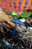 Leptonia carnea image