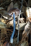 Leptonia carnea image