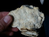 Trametes suaveolens image