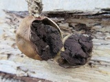 Scleroderma bovista image