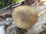 Scleroderma bovista image