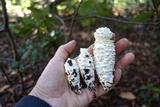 Amanita magniverrucata image