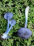 Image of Entoloma occidentale