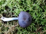 Entoloma occidentale image