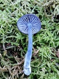 Entoloma occidentale image