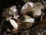 Russula cyanoxantha image