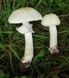 Agaricus arvensis image