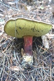 Caloboletus rubripes image