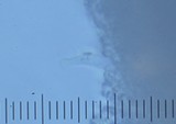 Rickenella fibula image