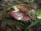 Russula decipiens image