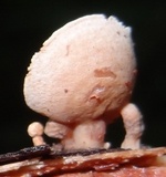 Panellus pusillus image