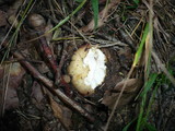 Russula decipiens image