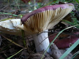 Russula decipiens image